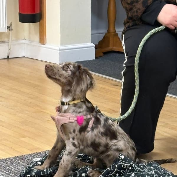 Calmer Dog Training photo 9