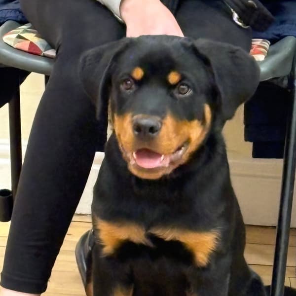 Calmer Dog Training photo 10