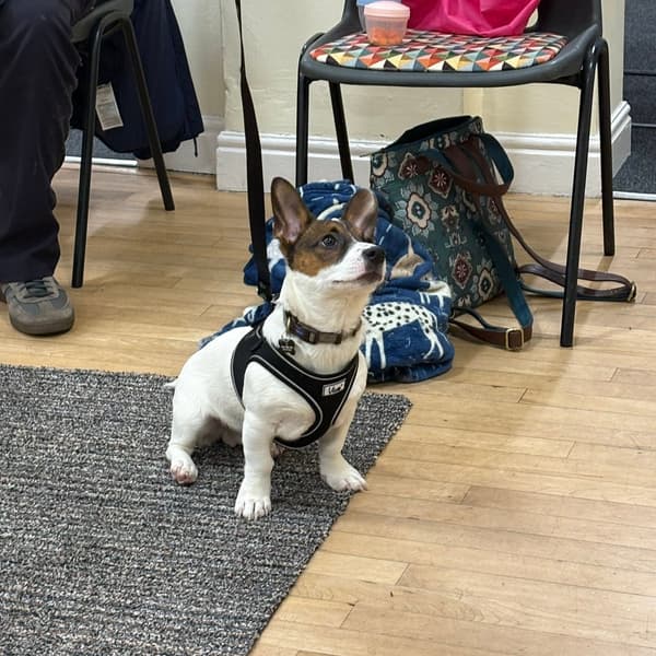 Calmer Dog Training photo 11