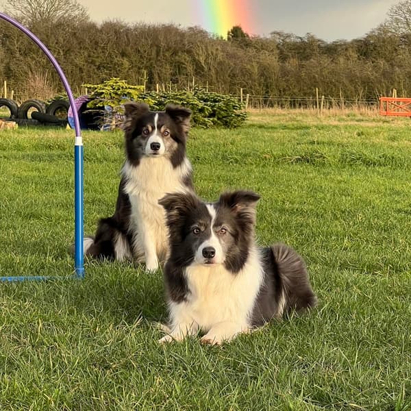 Calmer Dog Training photo 17