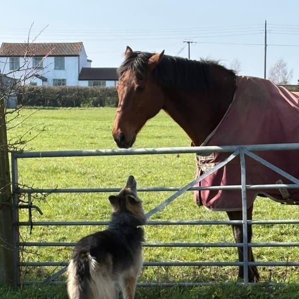 Calmer Dog Training photo 18
