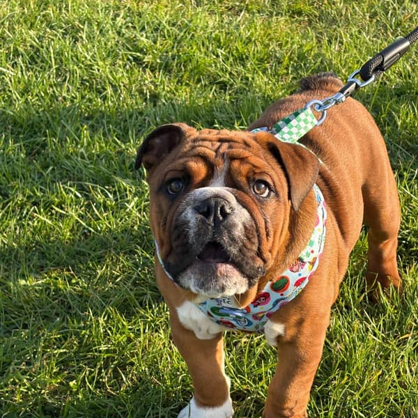 Calmer Dog Training photo 24