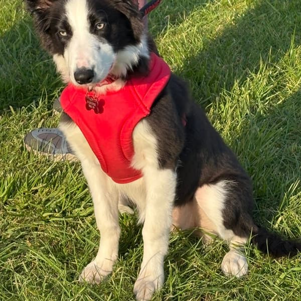 Calmer Dog Training photo 25