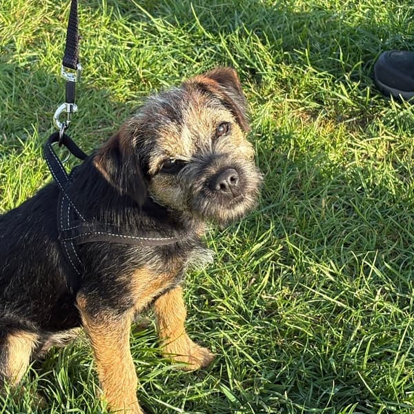 Calmer Dog Training photo 26