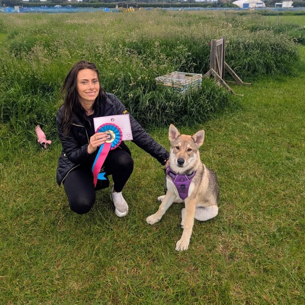 Calmer Dog Training photo 30