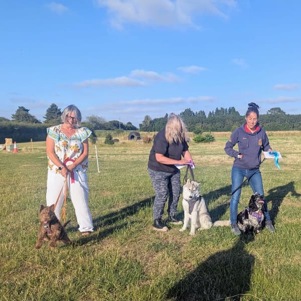 Calmer Dog Training photo 34